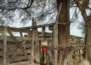 Afirman que la suba del ganado traerá “rentas más equitativas” a lo largo de la cadena