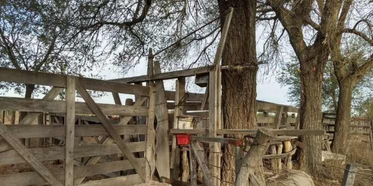 Afirman que la suba del ganado traerá “rentas más equitativas” a lo largo de la cadena