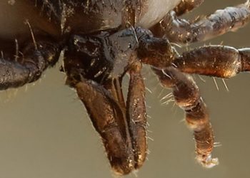 Tras décadas de fracasos, se concreta una histórica flexibilización de la lucha contra la garrapata