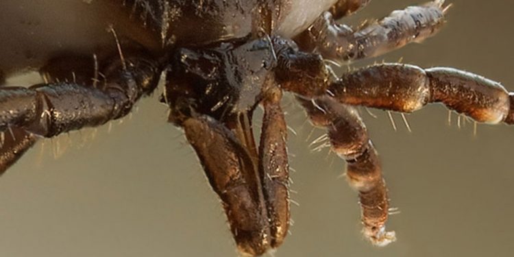 Tras décadas de fracasos, se concreta una histórica flexibilización de la lucha contra la garrapata