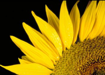 La cosecha de girasol será récord, pero dejará gusto a poco