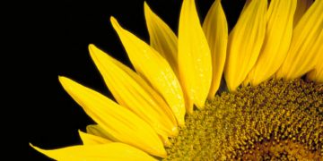 La cosecha de girasol será récord, pero dejará gusto a poco