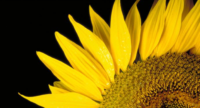 La cosecha de girasol será récord, pero dejará gusto a poco