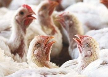 Una movida mundial para frenar zoonosis que todavía matan 60 mil personas al año