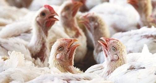 Una movida mundial para frenar zoonosis que todavía matan 60 mil personas al año