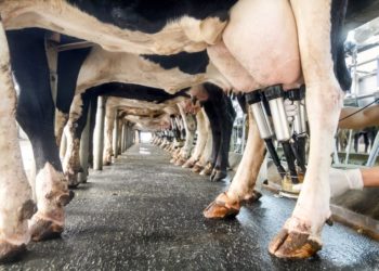 La oferta de leche cae 8,5% en el primer bimestre y ahora sí aumenta el precio al productor