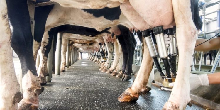 La oferta de leche cae 8,5% en el primer bimestre y ahora sí aumenta el precio al productor