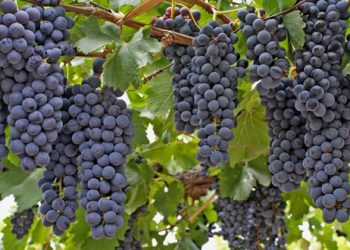 Renuevan por tres años un acuerdo clave para difundir tecnologías entre los pequeños viñateros