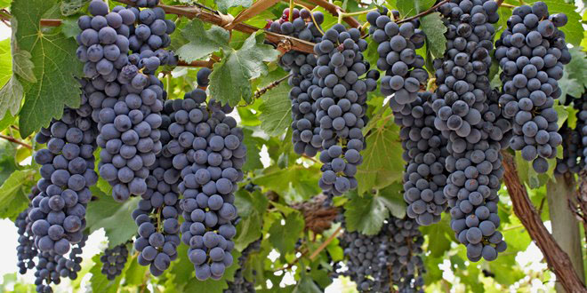 Renuevan por tres años un acuerdo clave para difundir tecnologías entre los pequeños viñateros