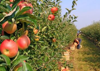 Senasa prometió aumentar un 50% los controles y Brasil reabrió su frontera a la fruta del Alto Valle