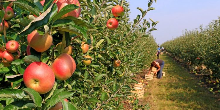 Senasa prometió aumentar un 50% los controles y Brasil reabrió su frontera a la fruta del Alto Valle