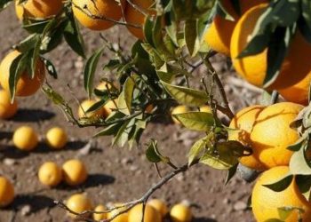 Néstor Mover, citricultor: “Un 60% de lo que producimos va a parar al Estado y no vemos que vuelva en servicios”