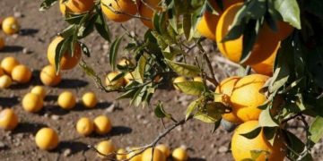 Néstor Mover, citricultor: “Un 60% de lo que producimos va a parar al Estado y no vemos que vuelva en servicios”