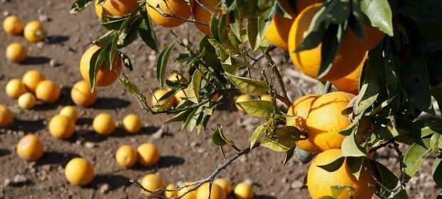 Néstor Mover, citricultor: “Un 60% de lo que producimos va a parar al Estado y no vemos que vuelva en servicios”