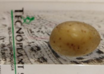 Los productores de papa irían a la justicia para frenar la variedad transgénica aprobada por el gobierno