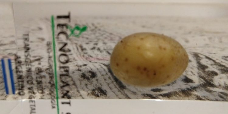 Los productores de papa irían a la justicia para frenar la variedad transgénica aprobada por el gobierno