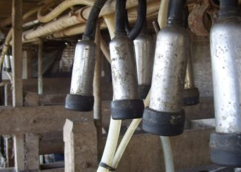 Hablame de cambiar: Entre Ríos perdió casi 30% de sus tambos desde 2015