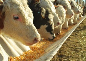 Peso mínimo de faena: Se reduciría, pero solo para las hembras