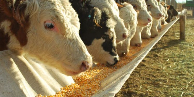 Peso mínimo de faena: Se reduciría, pero solo para las hembras