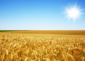 A pesar de la buena cosecha, solo queda trigo disponible para atender cinco meses de demanda