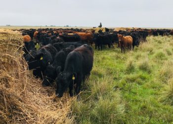 El INTA responde a un mito urbano: “El 90% de lo que consume un novillo en su vida es forraje y solo 10% es grano”