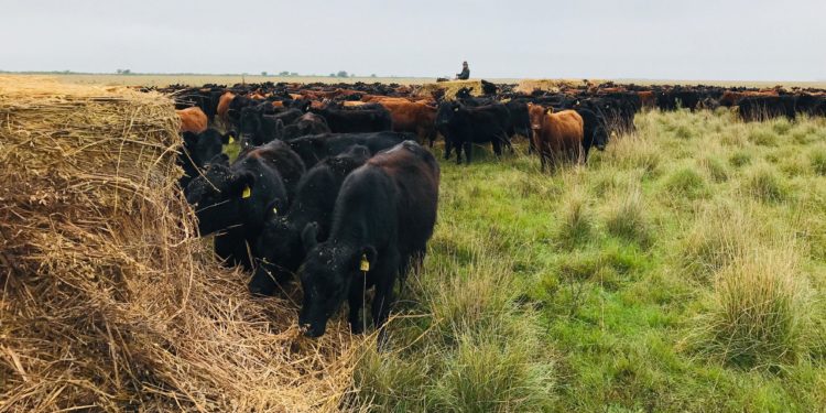 El INTA responde a un mito urbano: “El 90% de lo que consume un novillo en su vida es forraje y solo 10% es grano”