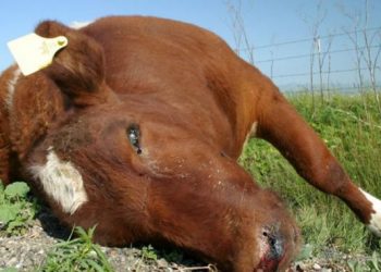 Un brote de carbunclo mostró la ineficacia de un plan sanitario y sembró dudas sobre el rol del Senasa