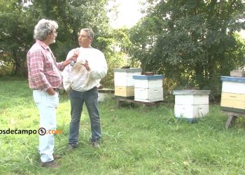 Las abejas vuelan por el Mercado Central como centinelas contra un ingrato escarabajo africano