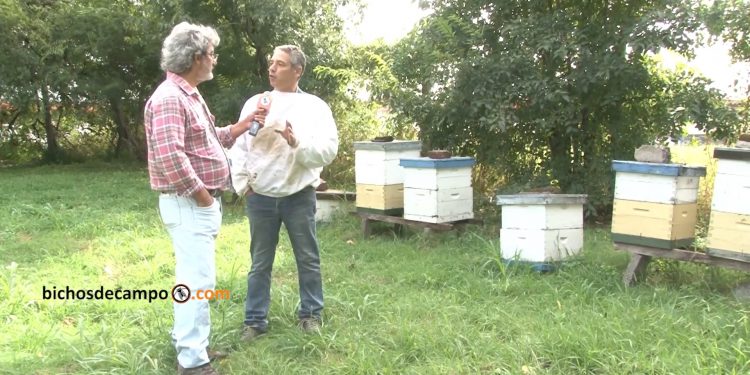 Las abejas vuelan por el Mercado Central como centinelas contra un ingrato escarabajo africano