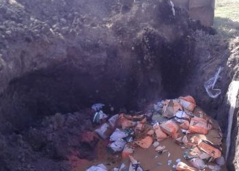 Nene, mirá que te dije que no sembraras alfalfa ilegal…