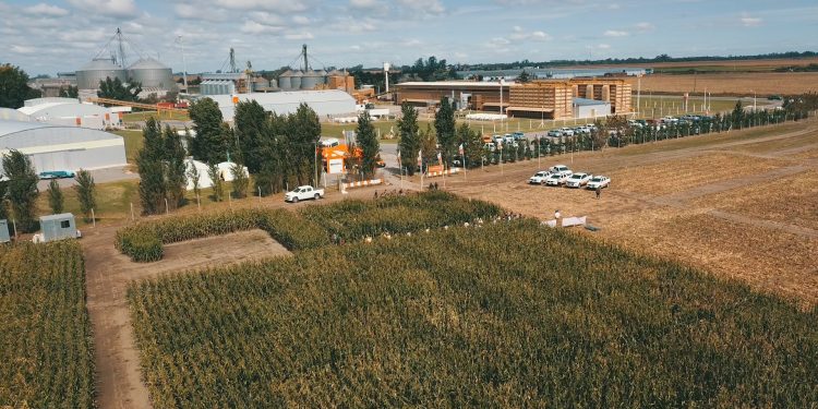 KWS, la semillera que sobrevivió al Muro de Berlín, quiere jugar más fuerte en el mercado local de semillas