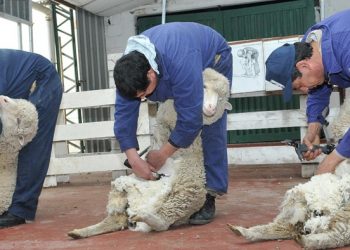 Los esquiladores argentinos completaron un equipo para ir al mundial: Su gran sueño es ser reconocidos en el país