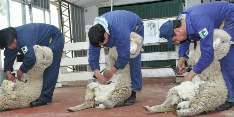 Los esquiladores argentinos completaron un equipo para ir al mundial: Su gran sueño es ser reconocidos en el país