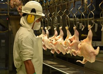 Funcionaba la teoría de la sustitución: El pollo y el cerdo están reemplazando la caída de la carne vacuna