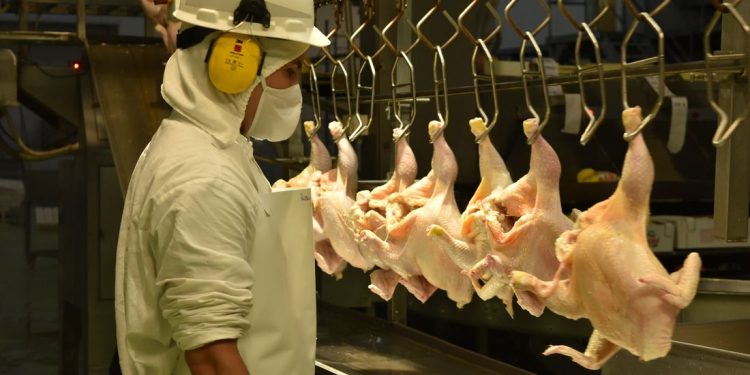 Funcionaba la teoría de la sustitución: El pollo y el cerdo están reemplazando la caída de la carne vacuna