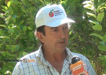 En Gral. Roca, corazón del Alto Valle, ya hay 2300 hectáreas de chacras abandonadas