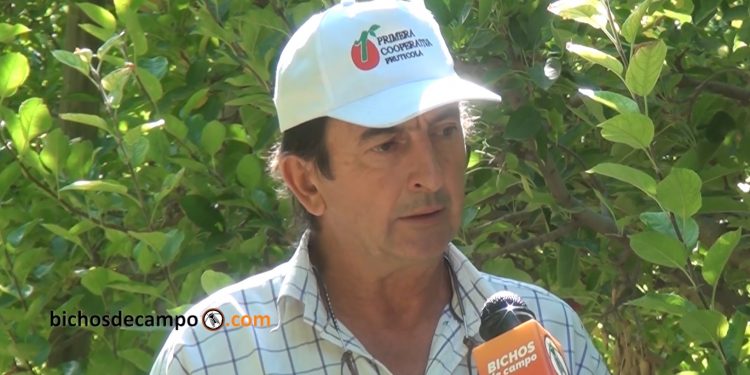 En Gral. Roca, corazón del Alto Valle, ya hay 2300 hectáreas de chacras abandonadas