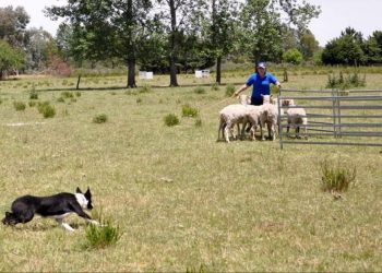 ¡Brasil, decime que se siente!: Llegó la hora de jugar la Copa América de los perros arrieros