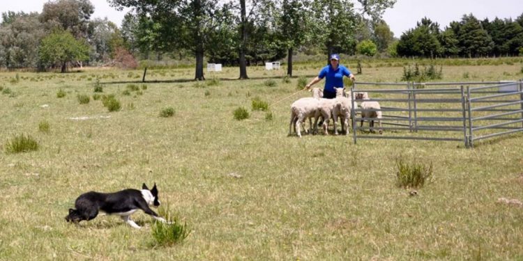 ¡Brasil, decime que se siente!: Llegó la hora de jugar la Copa América de los perros arrieros