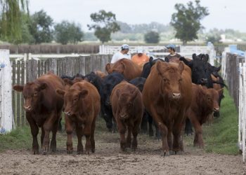 Senasa puso en marcha el nuevo plan contra la brucelosis bovina