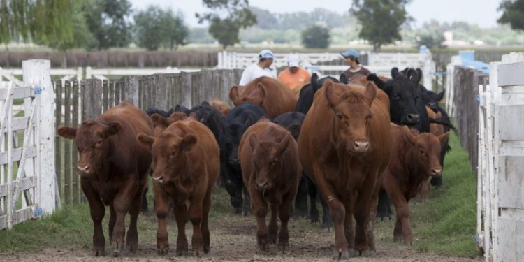 Senasa puso en marcha el nuevo plan contra la brucelosis bovina