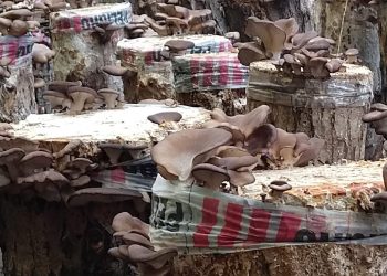 Gírgolas patagónicas: Una cooperativa las produce sobre tocones de álamos en el Alto Valle