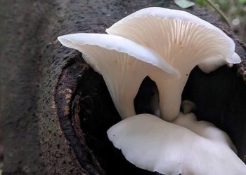 Producirán hongos comestibles a partir de desechos domiciliarios y con chips de la poda de árboles