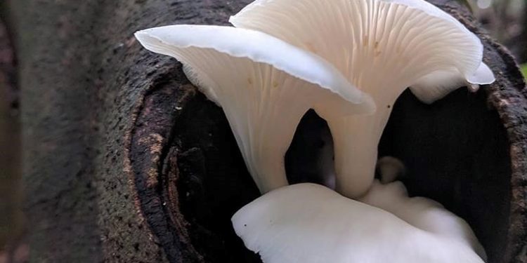 Producirán hongos comestibles a partir de desechos domiciliarios y con chips de la poda de árboles