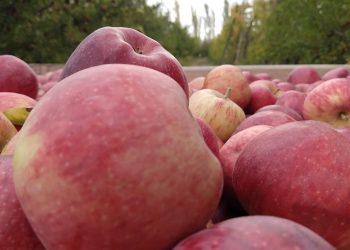 ¡Atrás Mosca de los Frutos! Balance de una lucha sanitaria que resultó exitosa