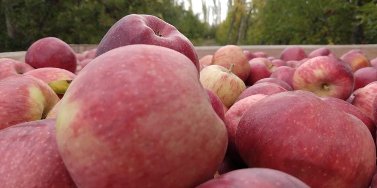 ¡Atrás Mosca de los Frutos! Balance de una lucha sanitaria que resultó exitosa