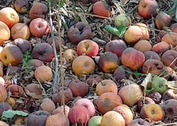 El Congreso se despertó y parece que todas las frutas serán declaradas en emergencia económica