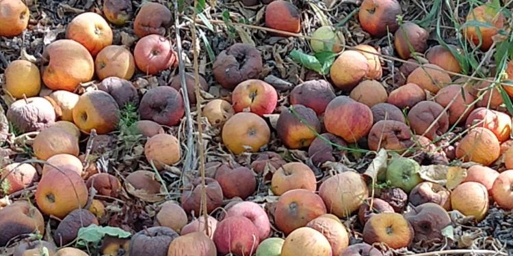 El Congreso se despertó y parece que todas las frutas serán declaradas en emergencia económica