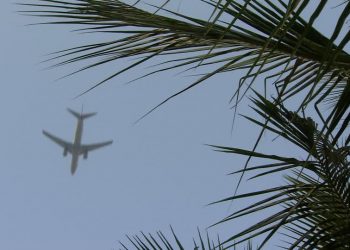 Investigador de la FAUBA se imagina aviones impulsados con el aceite de una palmera
