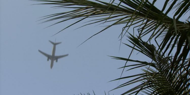 Investigador de la FAUBA se imagina aviones impulsados con el aceite de una palmera